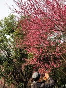 都市里的一抹春绯