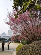 都市里的一抹春绯