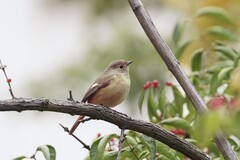 北红尾鸲（20）