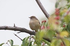 北红尾鸲（20）