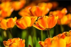 2026年第0272贴 - 中山公园郁金香花拍（0422）