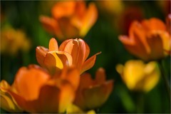 2026年第0272贴 - 中山公园郁金香花拍（0422）