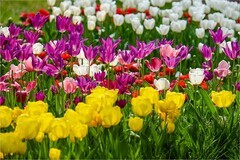 2026年第0272贴 - 中山公园郁金香花拍（0422）