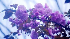 晚樱初放1*汉口江滩——武汉随笔