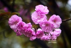 晚樱初放1*汉口江滩——武汉随笔