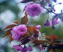 晚樱初放1*汉口江滩——武汉随笔