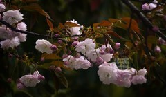 晚樱初放3*汉口江滩——武汉随笔