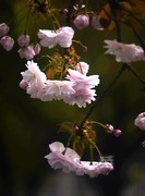 晚樱初放3*汉口江滩——武汉随笔