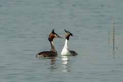 凤头鸊鷉撞胸（8）