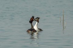 凤头鸊鷉撞胸（8）