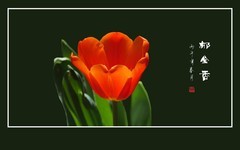 多姿多彩的郁金香