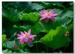 荷花（三十七）
