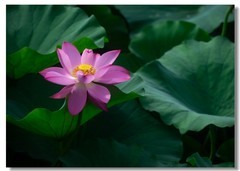 荷花（三十七）