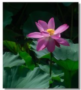 荷花（三十八)