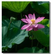 荷花（三十八)