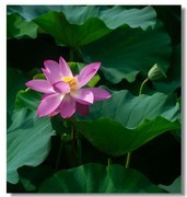 荷花（三十九）