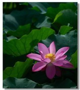 荷花（三十九）