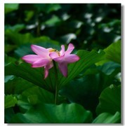 荷花（三十九）