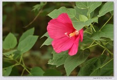 芙蓉葵花【丙午年-245】