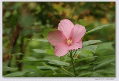 芙蓉葵花【丙午年-245】