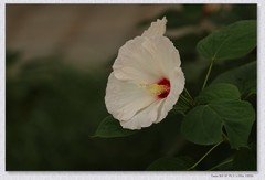 芙蓉葵花【丙午年-245】