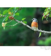 260712 灰头灰雀（2）