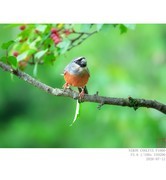 260712 灰头灰雀（2）
