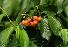 2026花卉植物赏析———樱桃【6】
