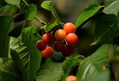 2026花卉植物赏析———樱桃【6】