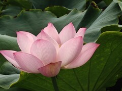 漂亮的荷花一20