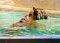 1379【不老松：纪实摄影】《异国风情录》三国演义：新、马、泰游记！动物表演觅食！