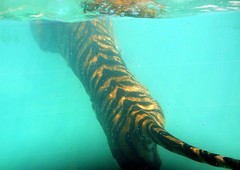 1379【不老松：纪实摄影】《异国风情录》三国演义：新、马、泰游记！动物表演觅食！