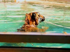 1379【不老松：纪实摄影】《异国风情录》三国演义：新、马、泰游记！动物表演觅食！