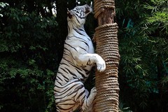 1378【不老松：纪实摄影】《异国风情录》三国演义：新、马、泰游记！动物表演觅食！谁