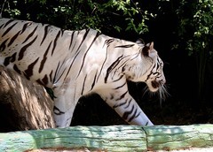 1378【不老松：纪实摄影】《异国风情录》三国演义：新、马、泰游记！动物表演觅食！谁