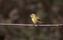 小黄雀（五十三）