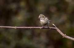 小黄雀（五十三）