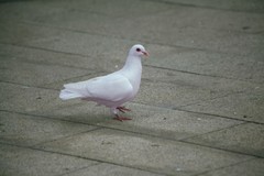 渝乐小镇（一）