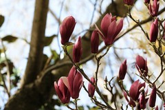 拍摄花卉一（1011）