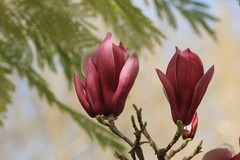拍摄花卉一（1011）