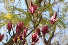 拍摄花卉一（1011）