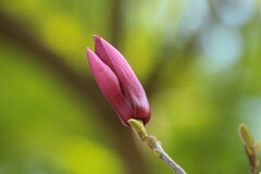 拍摄花卉一（1012）