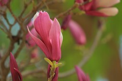 拍摄花卉一（1012）
