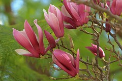 拍摄花卉一（1012）