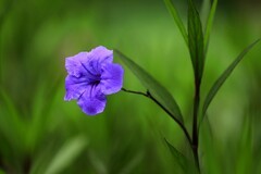 蓝花草 (8)