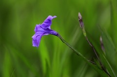 蓝花草 (8)