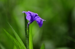蓝花草 (8)
