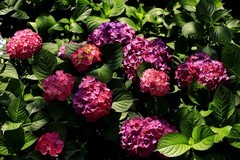 绣球花 (8)