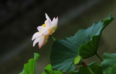 荷花 (28)