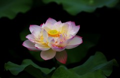 荷花 (28)